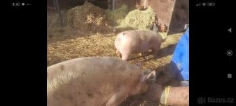 Prodám doma krmene prase 150-200 kg