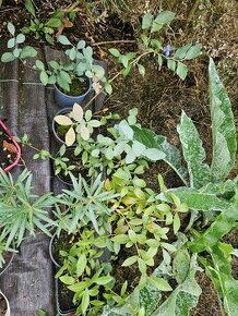 Kanadská borůvka růžová a modrá