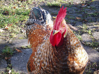 Prodám kohouta, kohoutky do chovu