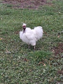 Kohoutek Holokrček, zdarma