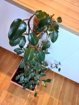 Popínavá pokojová rostlina