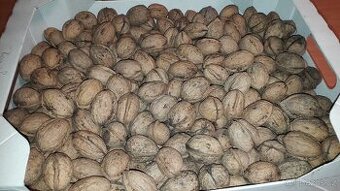 Letošní vlašské ořechy - neloupané