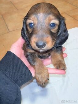 Štěňátka jezevčíka dlouhosrstého čistokrevná