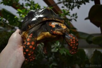 DOSPĚLÝ SAMEC ŽELVY UHLÍŘSKÉ 4,2 kg