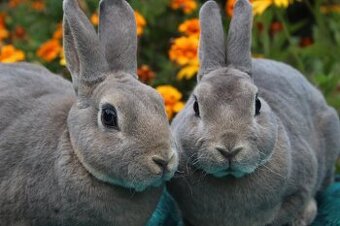 Zakrslý REX divoce modrý samička s PP