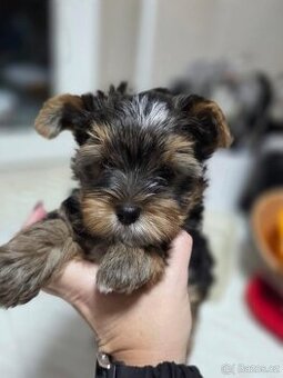 Jorkšírský teriér - Brno