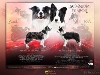 Border kolie s PP, štěňátka