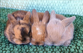 Zakrslý králíček MINILOP 💙