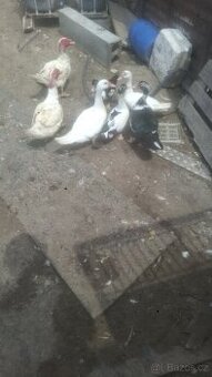 Prodám kachňata kachny