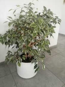 Ficus benjamin - 1