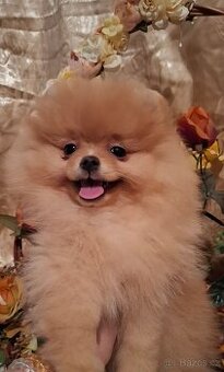 Pomeranian s PP FCI