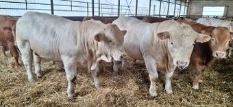 prodám býky Charolais - 1