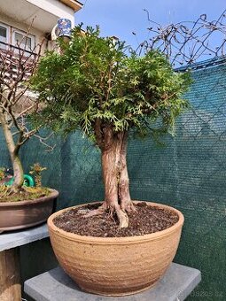 Bonsai,bonsaj Thuje