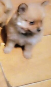 Pomeranian mini Boo