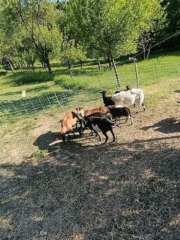 Kamerunské ovce křížené s dorperem