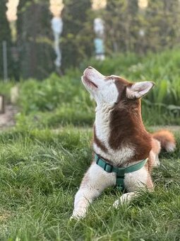 Husky sibiřský