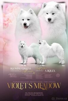 Samojed s PP - psík