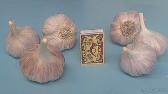 Prodám český česnek