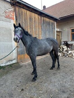 3 letá klisna na rekreaci