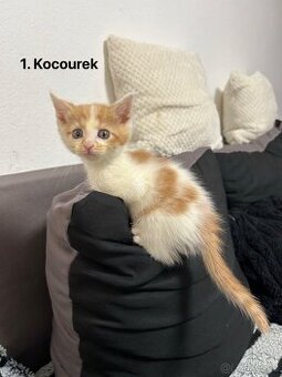 Mainská mývalí X obyčejná kočka