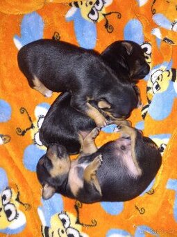 Pražský krysařík - 1