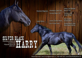 Připouštění Qh hřebcem Silver Black Harry