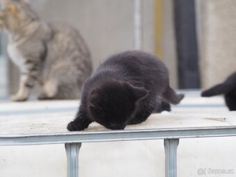 Daruji koťata - 1