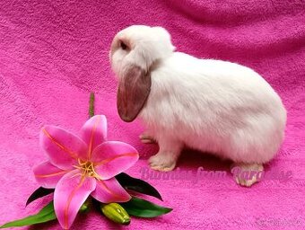 SIAMSKÝ CHLAPEČEK HLEDÁ NOVÝ DOMOV ❤️❤️❤️