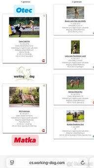 Belgický ovčák - Fena - Bazalka Witalpi