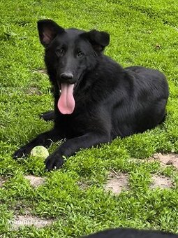 Prodávám psa německý ovčák