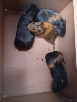 Prodám mláďata morčat