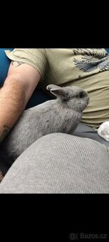 Zakrslý marbursky s pp