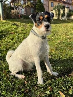 Parson Russel Terier