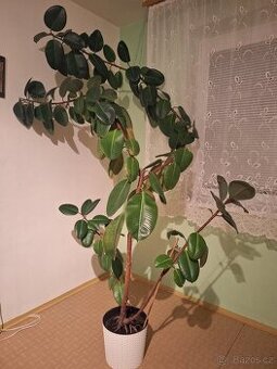 Prodám rozrostlý fíkus
