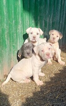 CANE CORSO STRAW/WHITE a modré