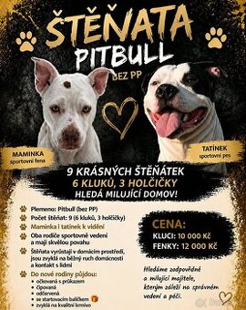 Hledáme rodiče pro štěňátka pitbull bez PP