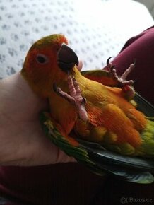 Papoušek Aratinga sluneční