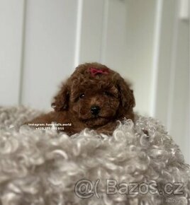 Toy Poodle red brown