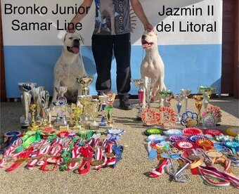 Argentinská doga s PP štěňata přijímáme REZERVACE