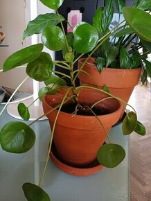 PILEA