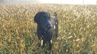 Flat Coated Retriever - štěňata bez PP