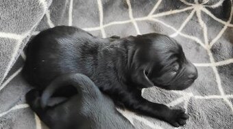 štěňata Flat Coated Retriever