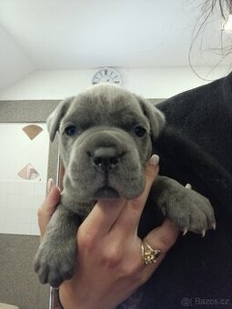 Bandog