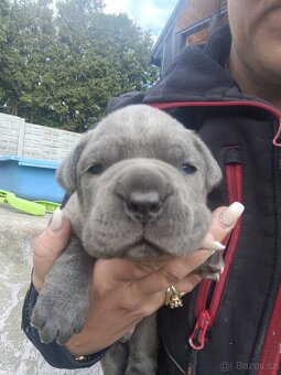 Bandog