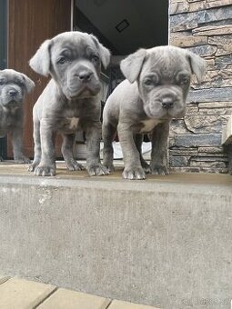 Bandog
