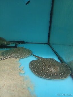 Rejnok Potamotrygon Motoro