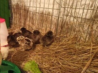 Cemani kuřata a násadová vajíčka hedvabničky