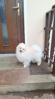 Pomeranian