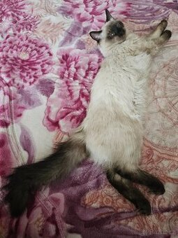 Ragdoll ke krytí - 1