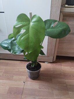 Monstera deliciosa.